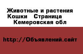 Животные и растения Кошки - Страница 13 . Кемеровская обл.